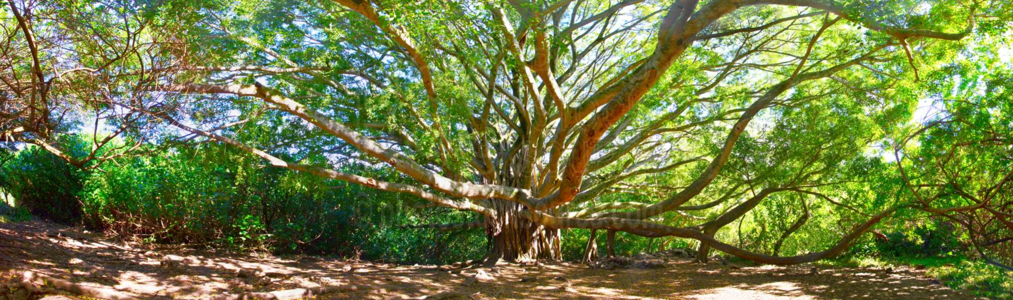 Banyan Tree on Pipiwai Trail